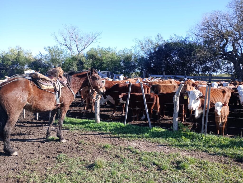 Ganadería - Aftosa